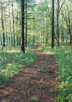 自毛植毛の費用と効果を徹底解説！選ばれる理由とクリニック選定ガイド